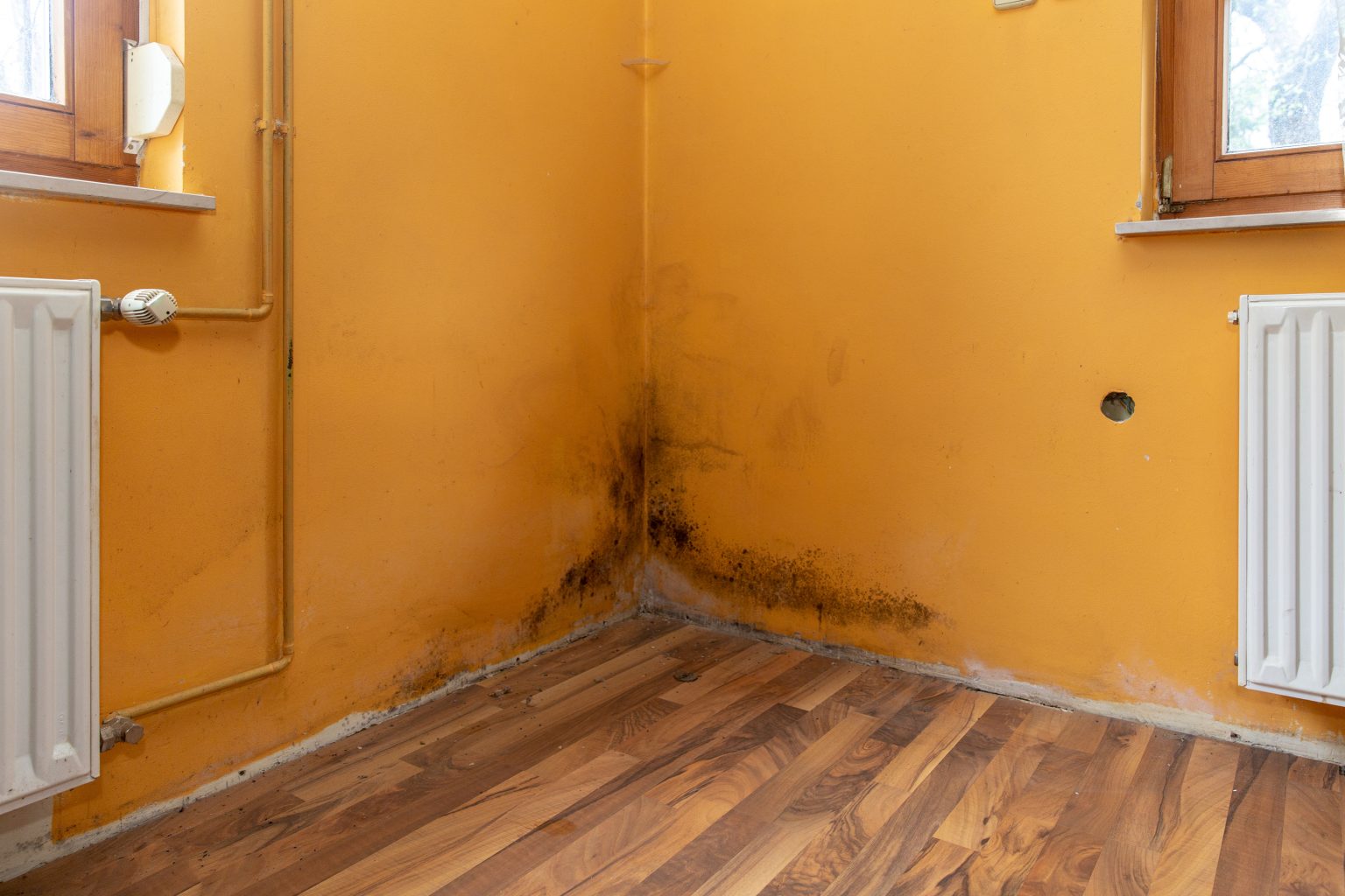 Find Dampness In A House Or Building Gold Crest RICS Chartered Surveyors